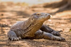 Komodo Dragon In Rinca Island
